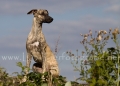 43 Windhund-Trio